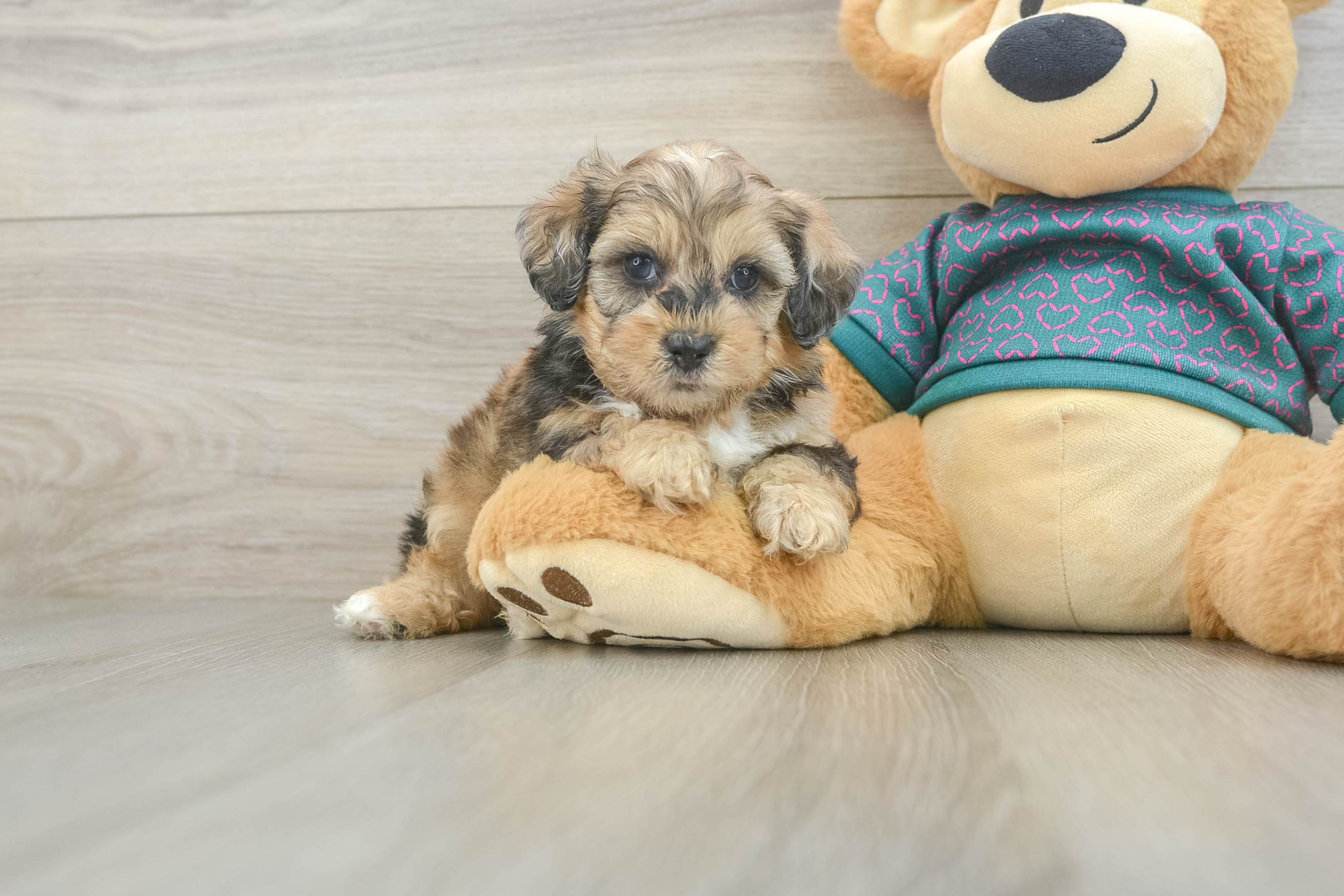 Hypoallergenic Shih Poo Poodle Mix Puppy