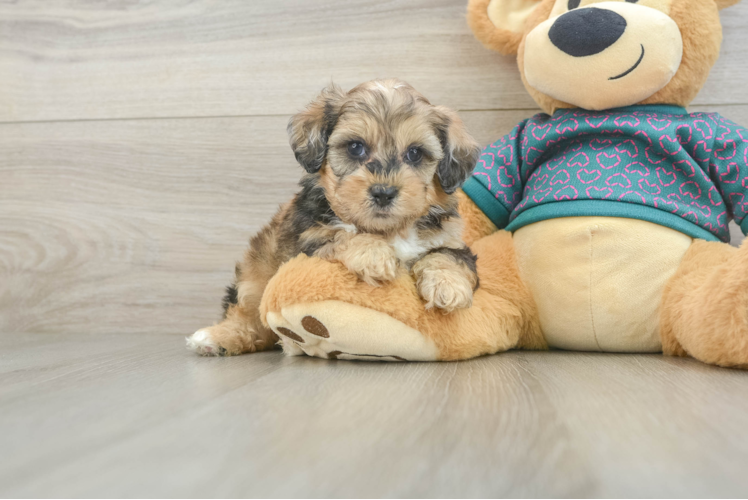 Hypoallergenic Shih Poo Poodle Mix Puppy