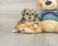 7 week old Shih Poo Puppy For Sale - Puppy Love PR