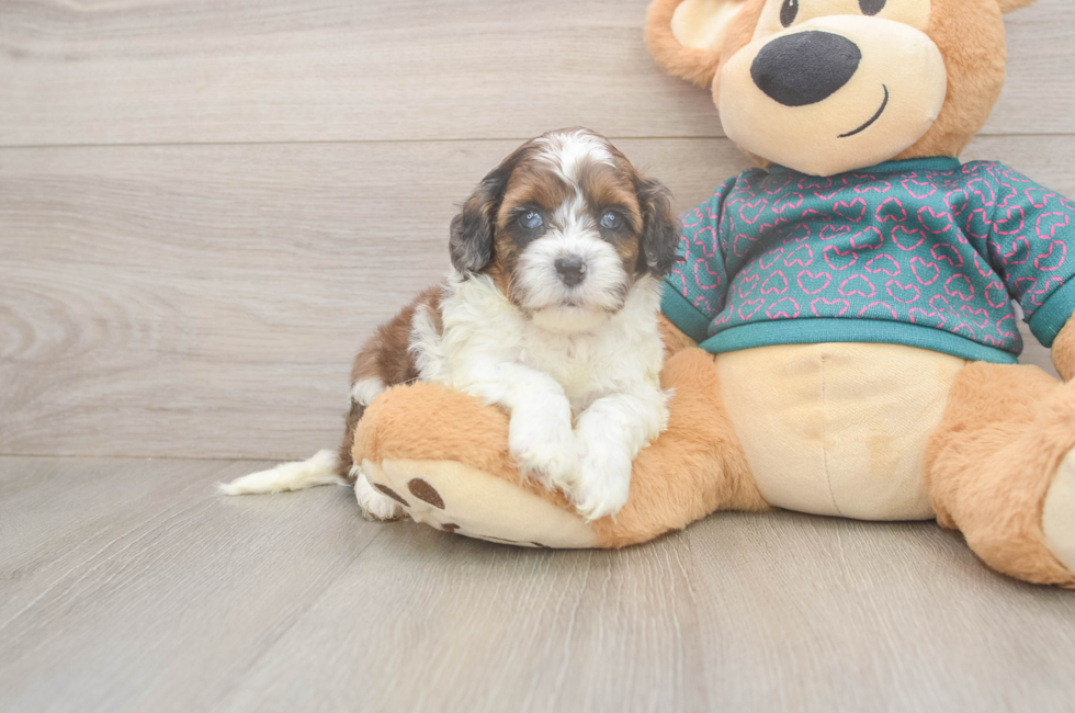 5 week old Shih Poo Puppy For Sale - Puppy Love PR