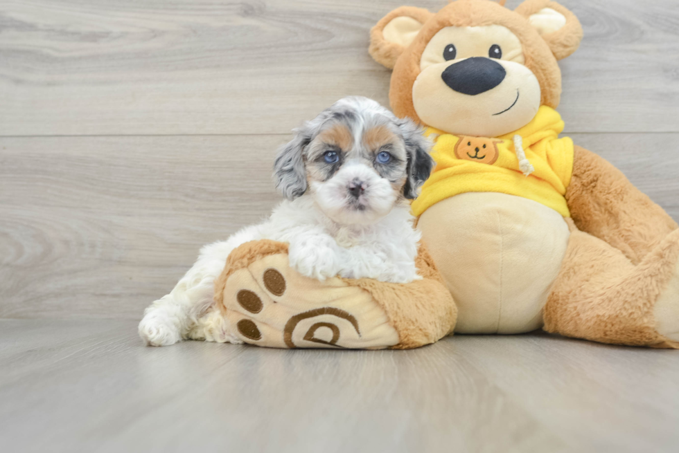 Shih Poo Puppy for Adoption