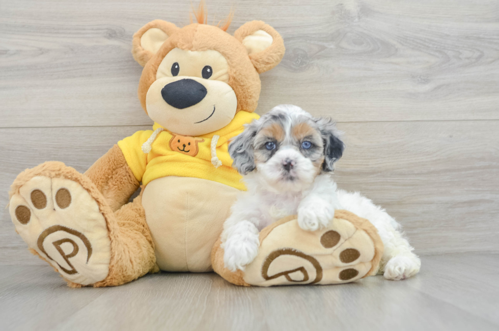 6 week old Shih Poo Puppy For Sale - Puppy Love PR