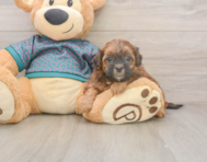 6 week old Shih Poo Puppy For Sale - Puppy Love PR