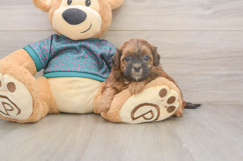 5 week old Shih Poo Puppy For Sale - Puppy Love PR