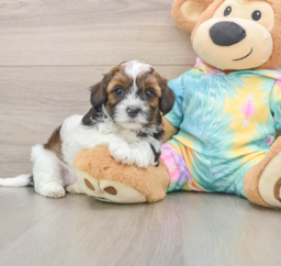 6 week old Shih Poo Puppy For Sale - Puppy Love PR