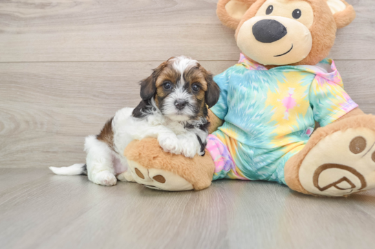 Shih Poo Puppy for Adoption