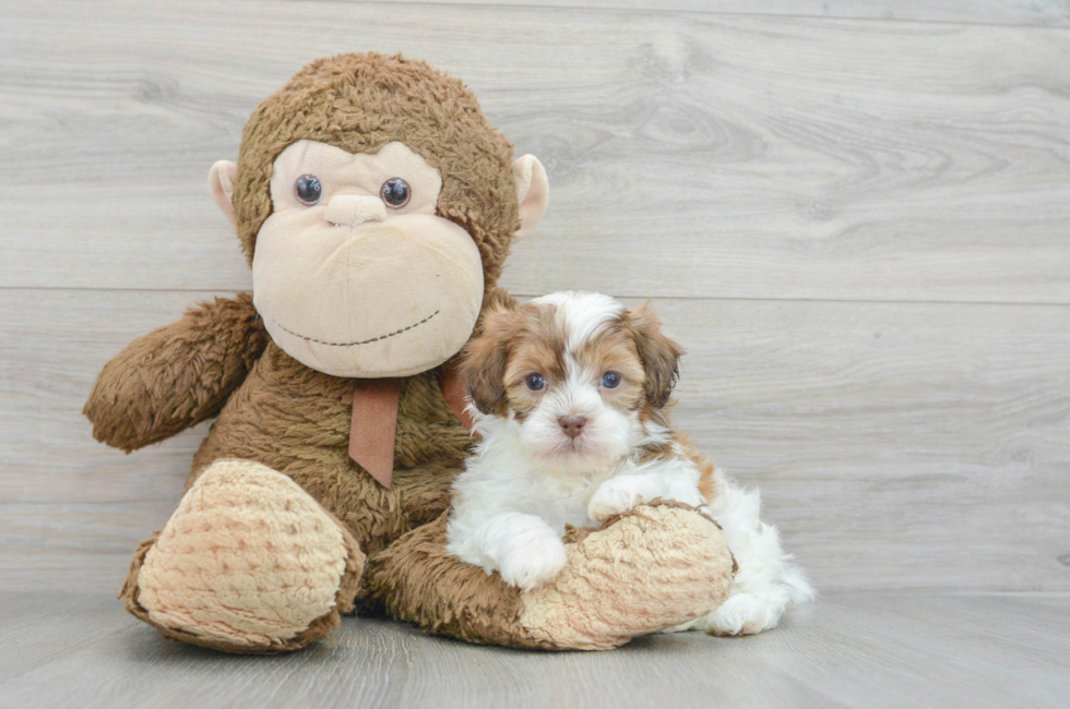 6 week old Shih Poo Puppy For Sale - Puppy Love PR