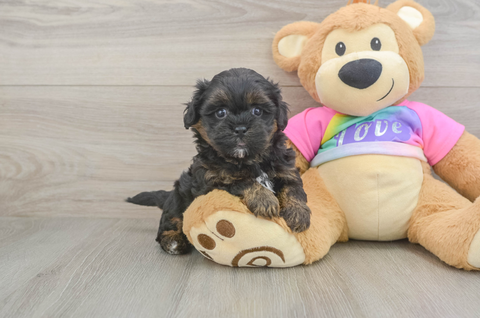5 week old Shih Poo Puppy For Sale - Puppy Love PR