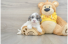 Friendly Shih Poo Baby