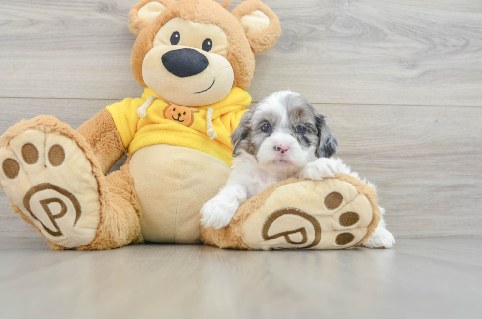 6 week old Shih Poo Puppy For Sale - Puppy Love PR