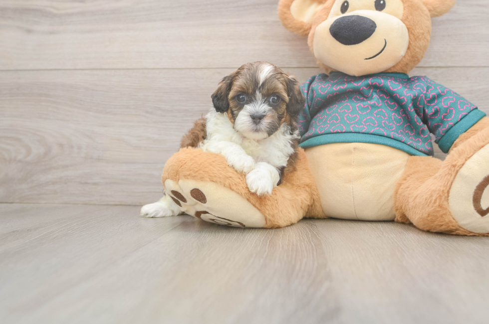 5 week old Shih Poo Puppy For Sale - Puppy Love PR