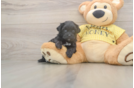 Best Shih Poo Baby