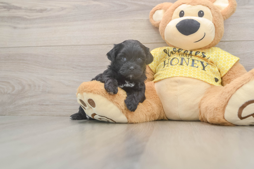 Best Shih Poo Baby