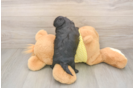 Shih Poo Puppy for Adoption