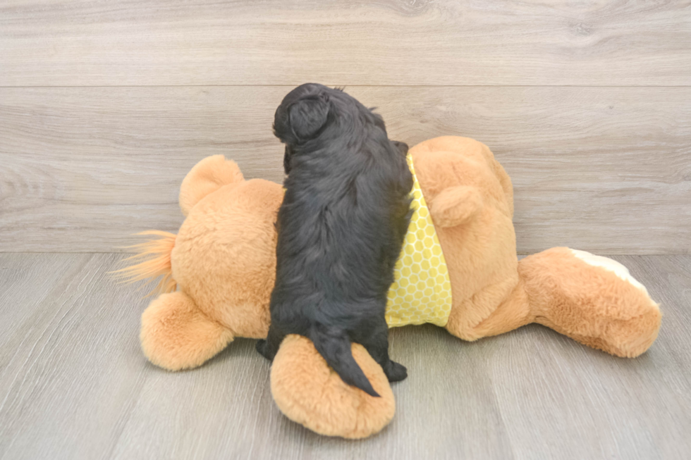 Shih Poo Puppy for Adoption