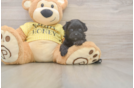 Fluffy Shih Poo Poodle Mix Pup