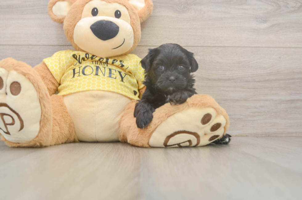 5 week old Shih Poo Puppy For Sale - Puppy Love PR