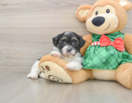 6 week old Shih Poo Puppy For Sale - Puppy Love PR