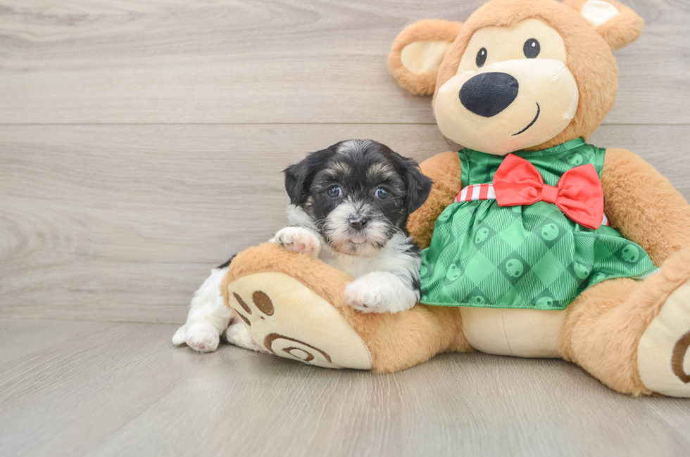 5 week old Shih Poo Puppy For Sale - Puppy Love PR