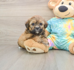 6 week old Shih Poo Puppy For Sale - Puppy Love PR