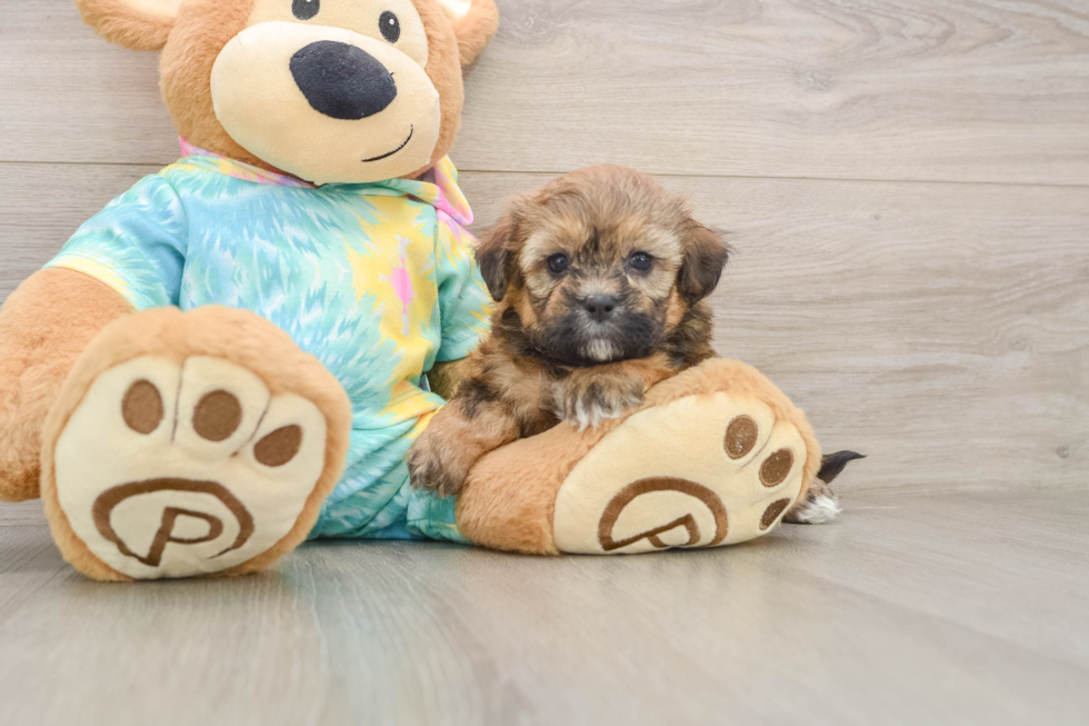 Cute Shih Poo Baby