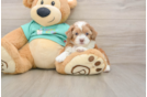 Sweet Shih Poo Baby
