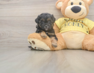 8 week old Shih Poo Puppy For Sale - Puppy Love PR