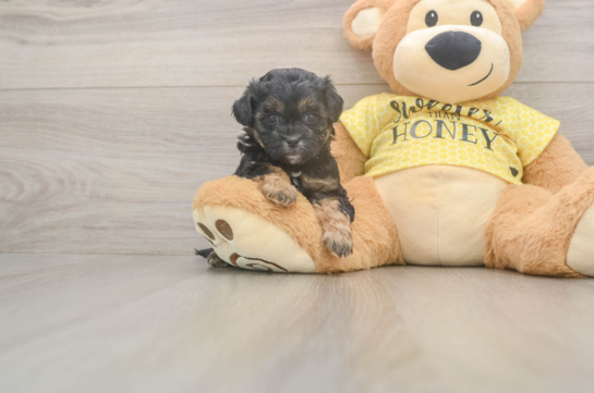 Best Shih Poo Baby