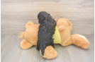 Small Shih Poo Baby