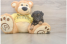 Shih Poo Pup Being Cute