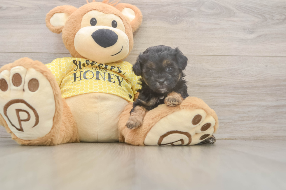 Shih Poo Pup Being Cute