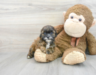6 week old Shih Poo Puppy For Sale - Puppy Love PR
