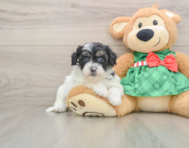 6 week old Shih Poo Puppy For Sale - Puppy Love PR