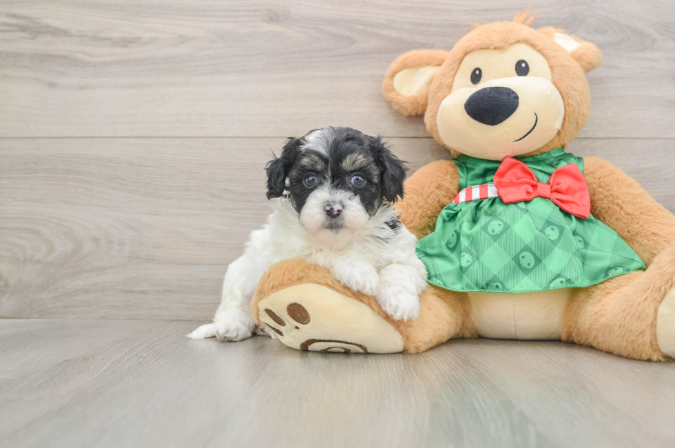 5 week old Shih Poo Puppy For Sale - Puppy Love PR