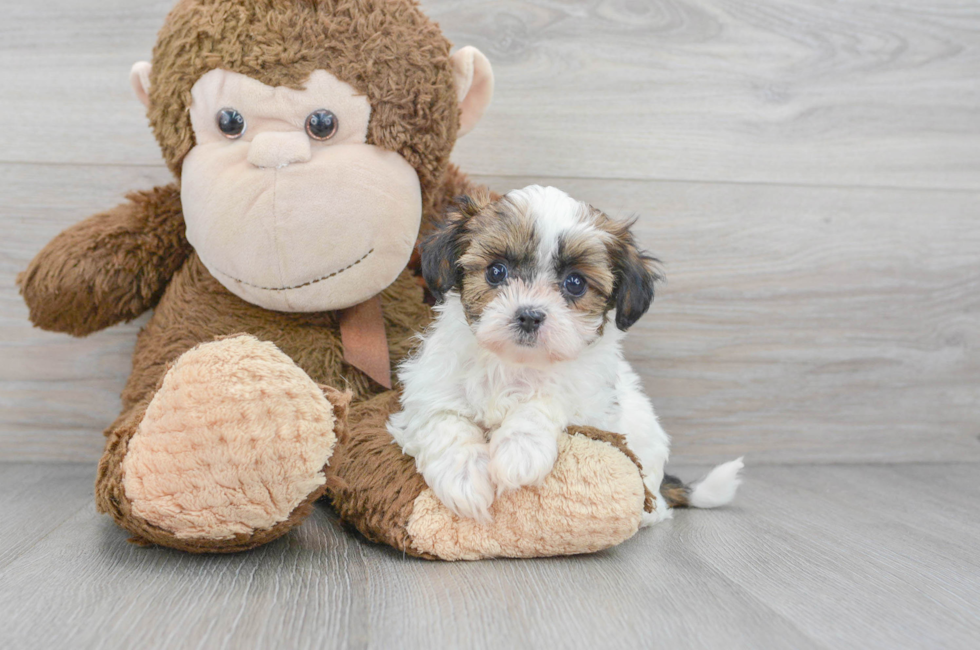 7 week old Shih Poo Puppy For Sale - Puppy Love PR