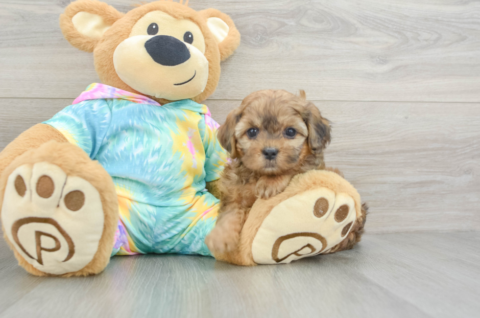 6 week old Shih Poo Puppy For Sale - Puppy Love PR