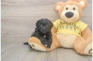 Shih Poo Puppy for Adoption