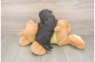 Best Shih Poo Baby