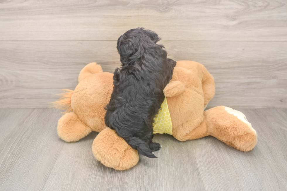 Best Shih Poo Baby