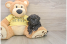 Shih Poo Puppy for Adoption
