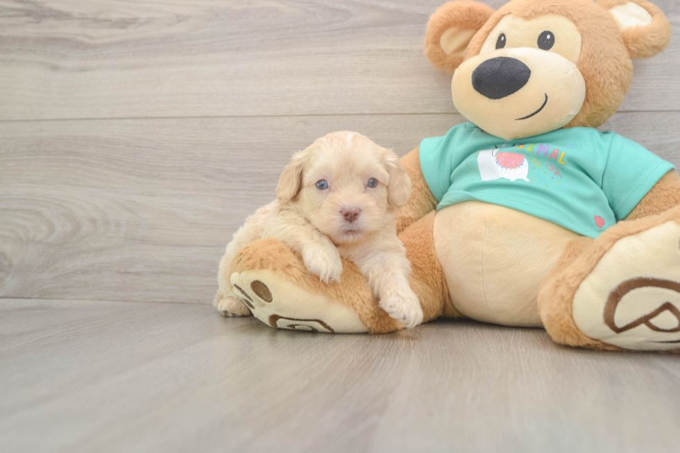 Energetic Shih Poo Poodle Mix Puppy