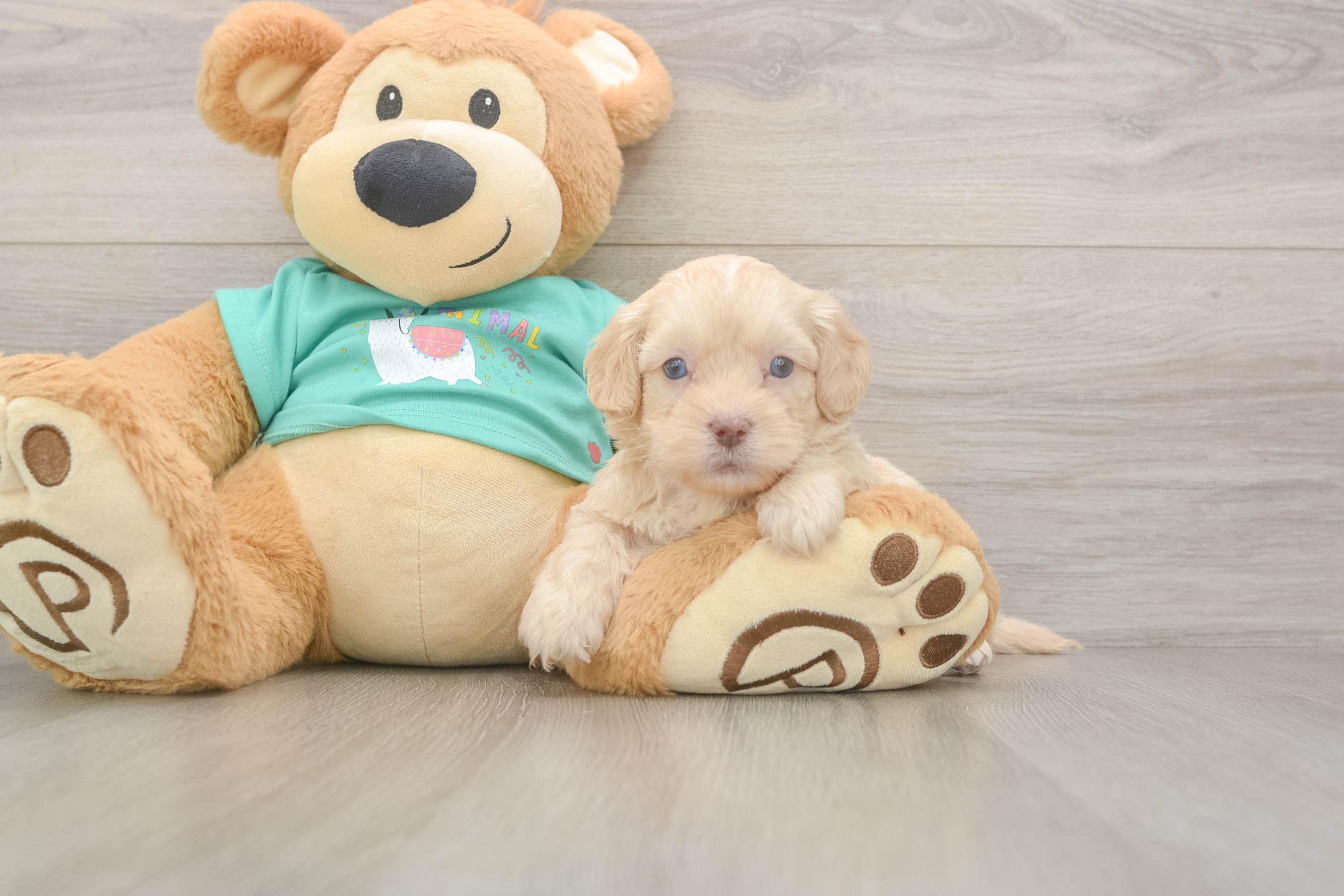 Sweet Shih Poo Baby