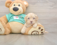 7 week old Shih Poo Puppy For Sale - Puppy Love PR