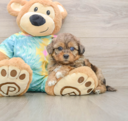 5 week old Shih Poo Puppy For Sale - Puppy Love PR