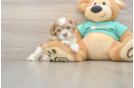 Shih Poo Pup Being Cute
