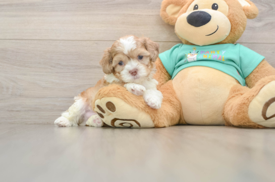 Shih Poo Pup Being Cute