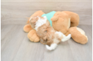 Popular Shih Poo Poodle Mix Pup
