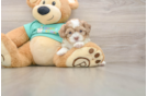Shih Poo Puppy for Adoption