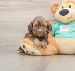 8 week old Shih Poo Puppy For Sale - Puppy Love PR