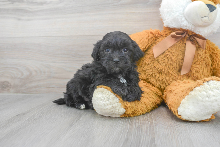 Adorable Shihpoo Poodle Mix Puppy